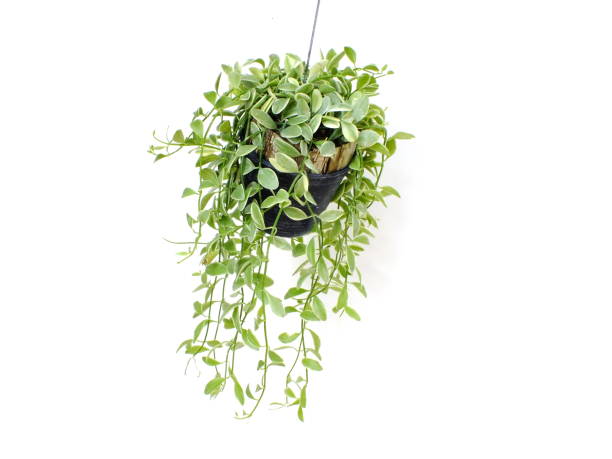istock green plant hanging isolated collection on white background 1128804451