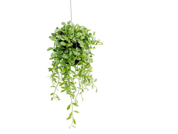 istock green plant hanging isolated collection on white background 1128804455