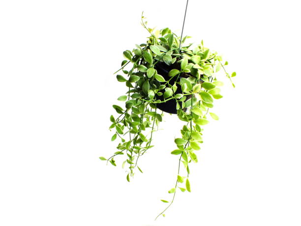 istock green plant hanging isolated collection on white background 1128804979