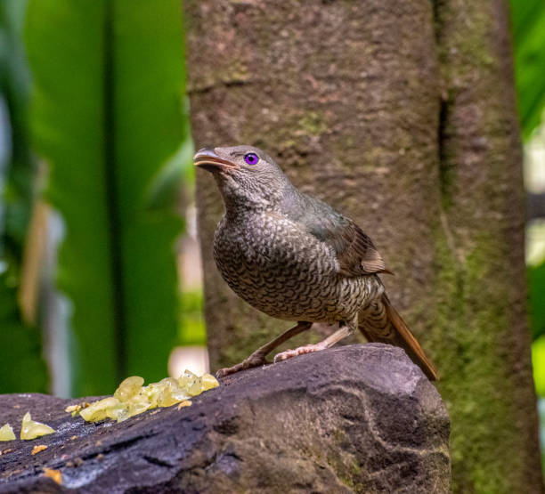 das seltene regent bowerbird weibchen. essen. - 3149 stock-fotos und bilder