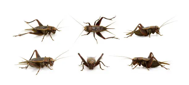 Photo of Group of cricket on white background., Insects. Animals.
