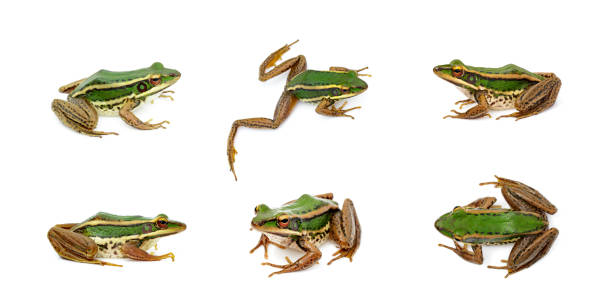 Group of paddy field green frog or Green Paddy Frog (Rana erythraea) on a white background. Amphibian. Animal. stock photo