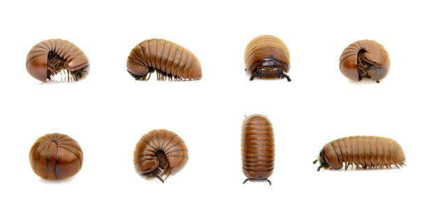 Group of pill millipede worm(Oniscomorpha) isolated on a white background. Glomerida. Insect. Animal. Group of pill millipede worm(Oniscomorpha) isolated on a white background. Glomerida. Insect. Animal. myriapoda stock pictures, royalty-free photos & images