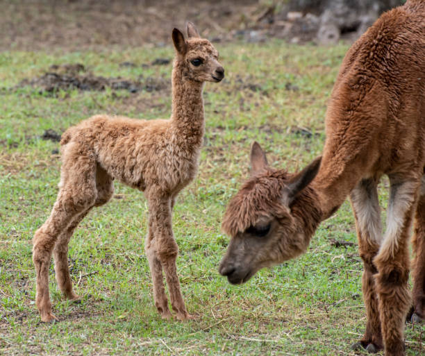 istock Baby Alpaca and mother,grazing. 1128807855