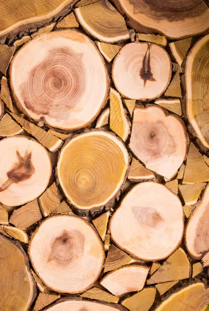 Wood texture of cut tree trunk, close