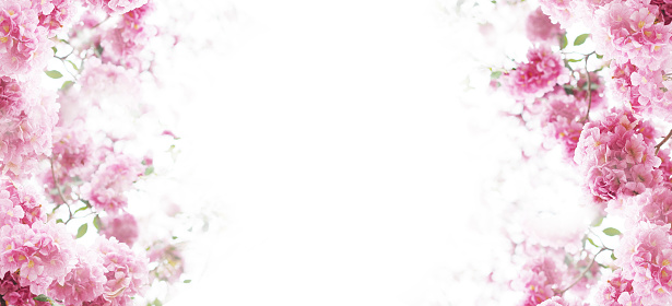 Floral backdrop of pink trumpet flowers over white color for springtime or summer. Banner background with copy space.