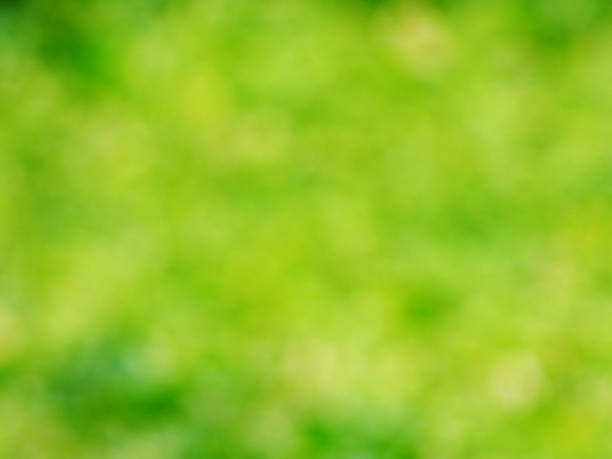 istock green color abstract background with blurred defocus bokeh light for template 1128811174