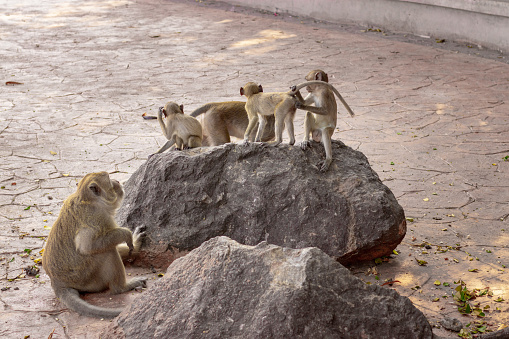 A group of macaques playing on the stones in the national park. Looks under the tailing. Mom and children.