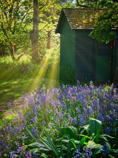 istock Bluebells along the walkway in the park 1128812691