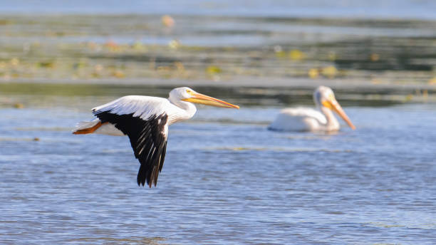 istock American white pelican in flight on the Minnesota River during fall migrations 1128813247