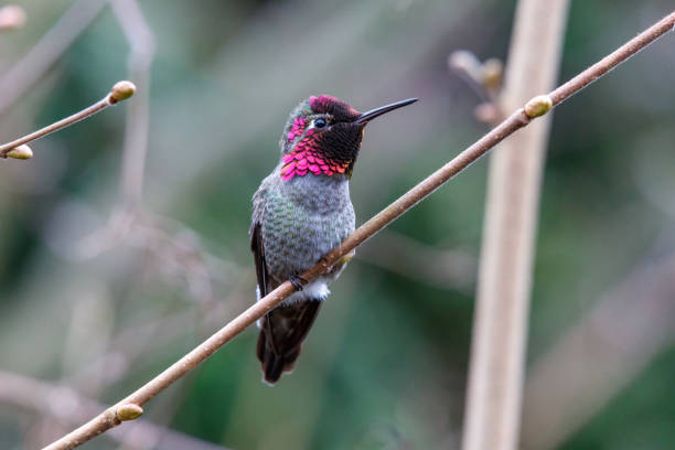 istock Male Annas Hummingbird 1128813272
