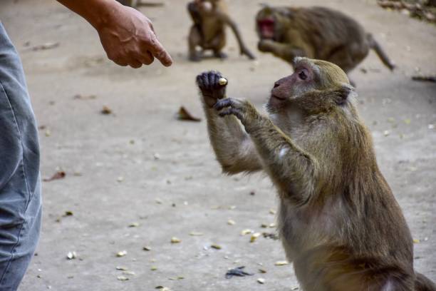 istock Cute monkeys asking for food. 1128813733
