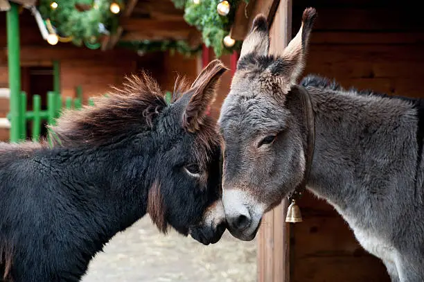 Photo of Two Donkeys Snuggling