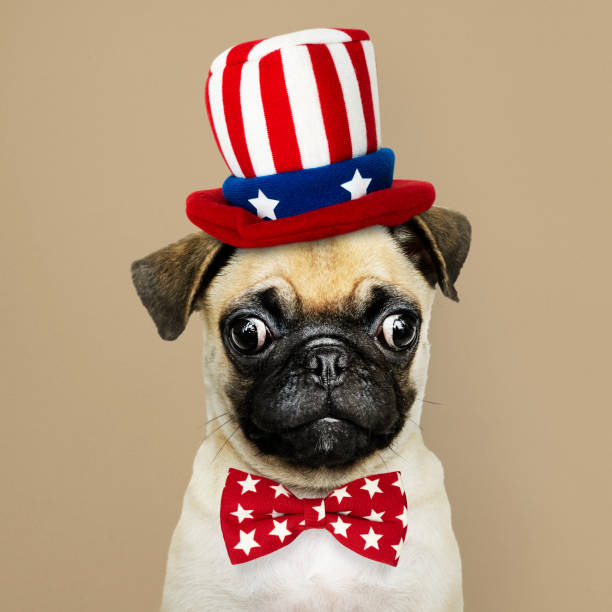 istock Cute Pug puppy in a Uncle Sam hat and bow tie 1128816946