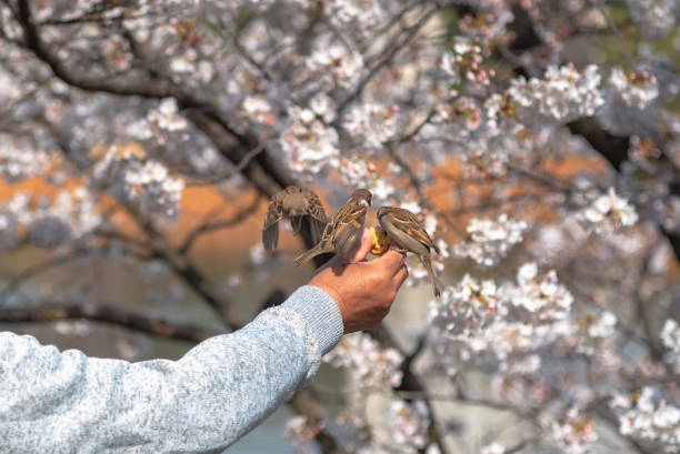 feeding sparrow - dao cheng imagens e fotografias de stock