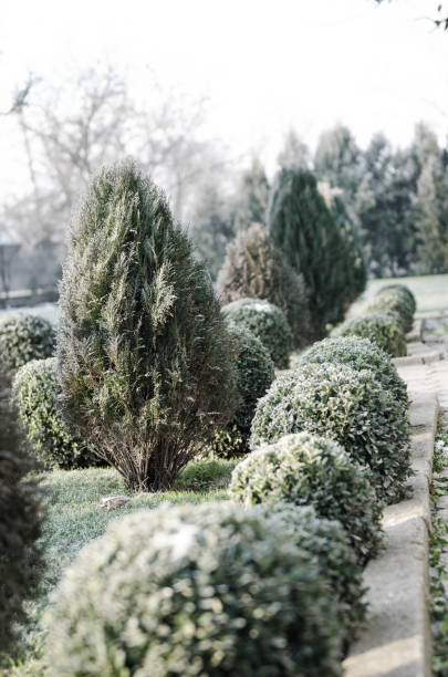 istock Frozen bushes in the yard in winter 1128818407