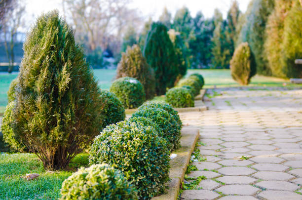 istock Frozen bushes in the yard in winter 1128818435