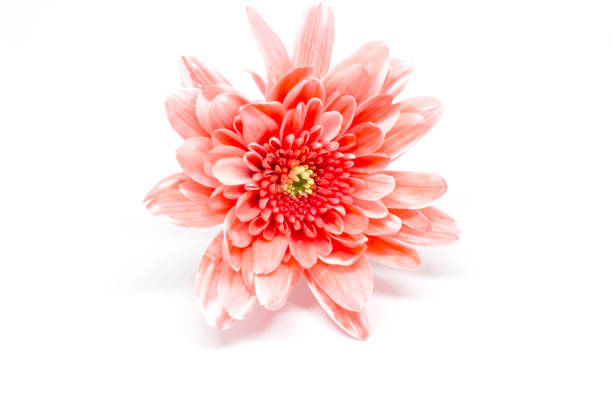 istock Beautiful flower on white  isolated. 1128818533