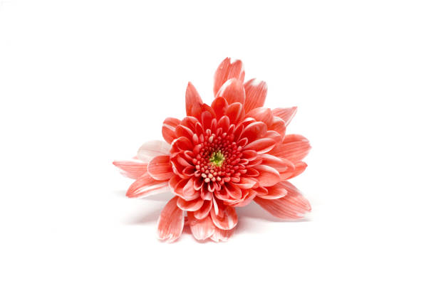 istock Beautiful flower on white  isolated. 1128820100
