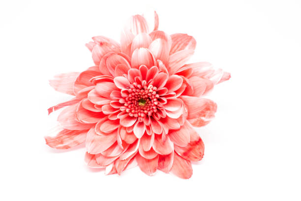 istock Beautiful flower on white  isolated. 1128820613