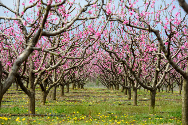 istock Orchard of peach blossom trees at early spring 1128821708