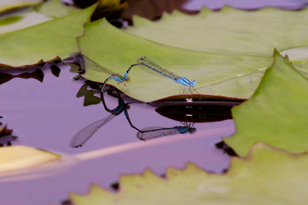 race de libellule sur les pétales de feuille de lotus dans l’étang et la réflexion. - lily pond photos et images de collection