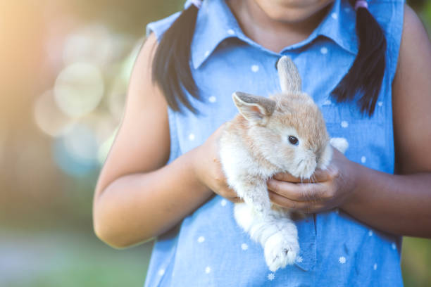 urocza azjatycka dziewczynka bawi się małym króliczym królikiem z miłością i czułością - easter baby rabbit eggs zdjęcia i obrazy z banku zdjęć