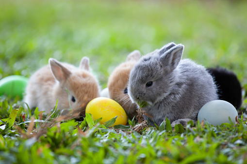 Easter bunny with spring flowers