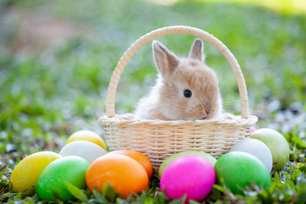 istock Cute little bunny in the basket and easter eggs in the meadow 1128821828