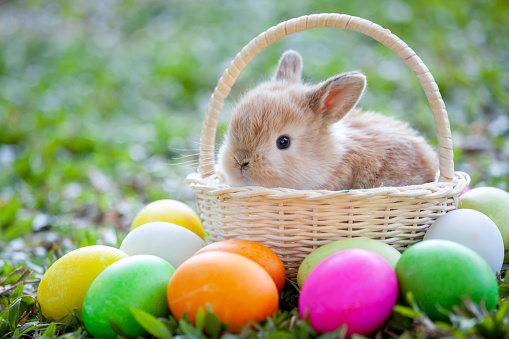 Cute little bunny in the basket and easter eggs in the meadow