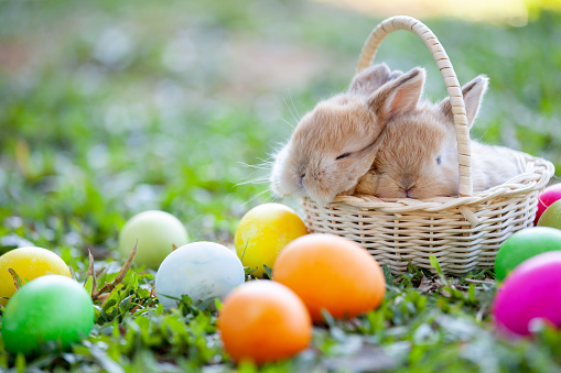 Colorful easter eggs in a basket on meadow. Living Easter bunny with eggs in a basket on a meadow in spring