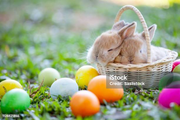 Cute Little Bunny Sleeping In The Basket And Easter Eggs In The Meadow Stock Photo - Download Image Now