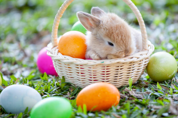istock Cute little bunny in the basket and easter eggs in the meadow 1128821862