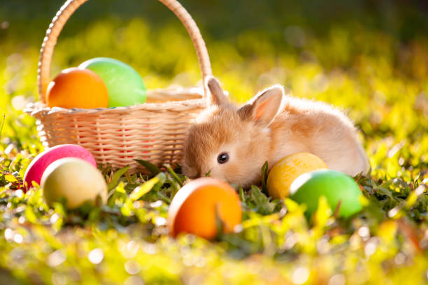 istock Cute little bunny and easter eggs in the meadow 1128821864