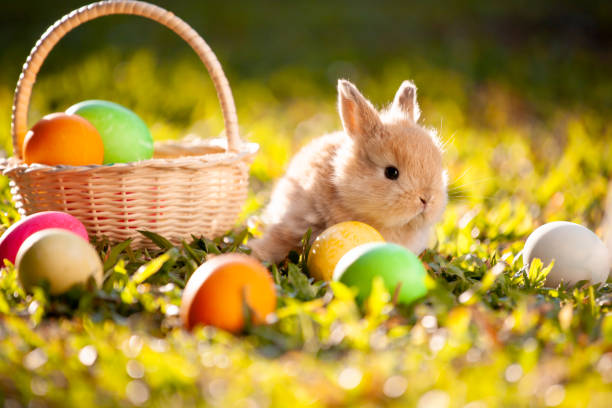 istock Cute little bunny and easter eggs in the meadow 1128821865