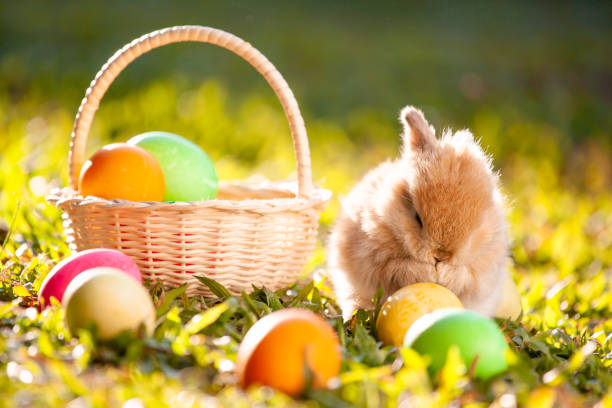 istock Cute little bunny and easter eggs in the meadow 1128821876