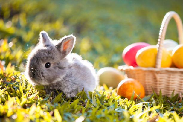 istock Cute little bunny and easter eggs in the meadow 1128821877
