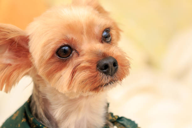 istock Portrait of Yorkshire Terrier 1128821885