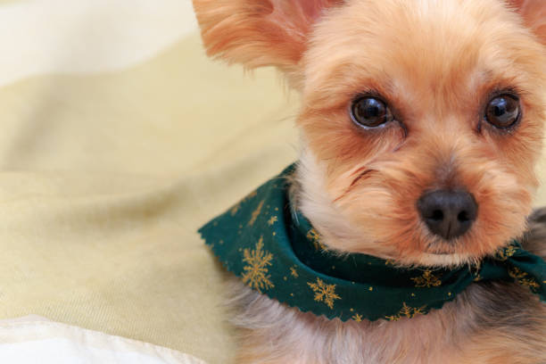istock Portrait of Yorkshire Terrier 1128821943