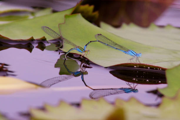 race de libellule sur les pétales de feuille de lotus dans l’étang et la réflexion. - lily pond photos et images de collection