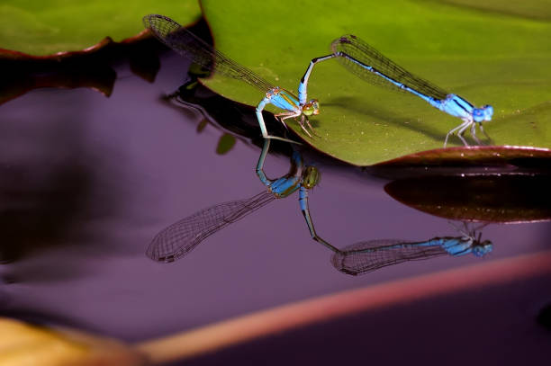 race de libellule sur les pétales de feuille de lotus dans l’étang et la réflexion. - lily pond photos et images de collection