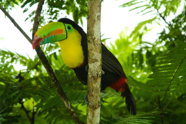 istock Colorful toucan bird in firest of Amazon 1128823544