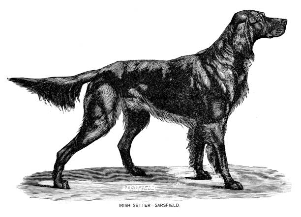 Irish Setter Dog engraving 1891 Dog engraving from "The American Book of the Dog" 1891 irish setter stock illustrations