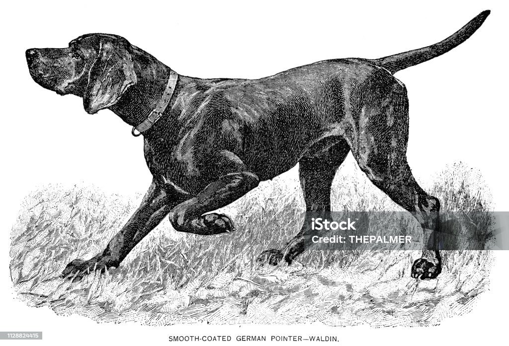 German Pointer Dog engraving 1891 Dog engraving from "The American Book of the Dog" 1891 Pointer - Dog stock illustration