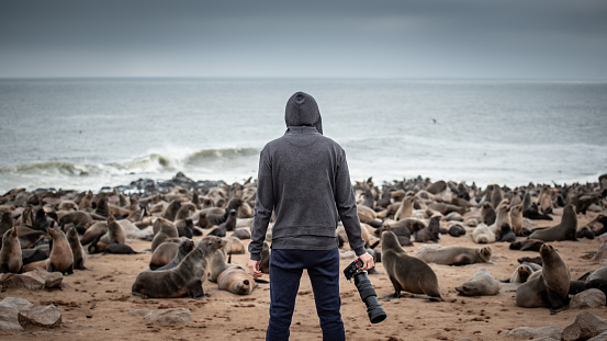 Hoodie man traveler and photographer standing over ten thousands fur seals in Cape Cross, Skeleton Coast National Park, Namibia, Africa. Wildlife photography concept