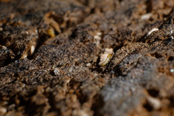 istock Termite Workers, Small termites, Dry-Wood Termites on the old wood rotting 1128832302