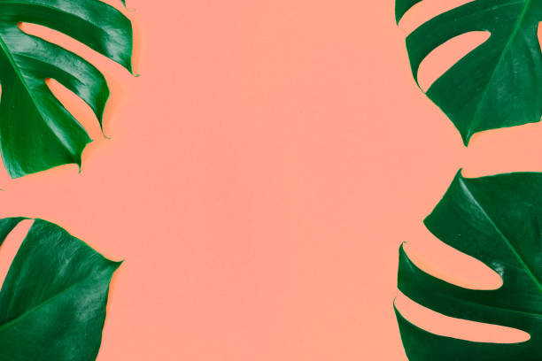 istock Frame Green Monstera Leaves Coral Background Summer Minimal Flat Lay Top View 1128832447