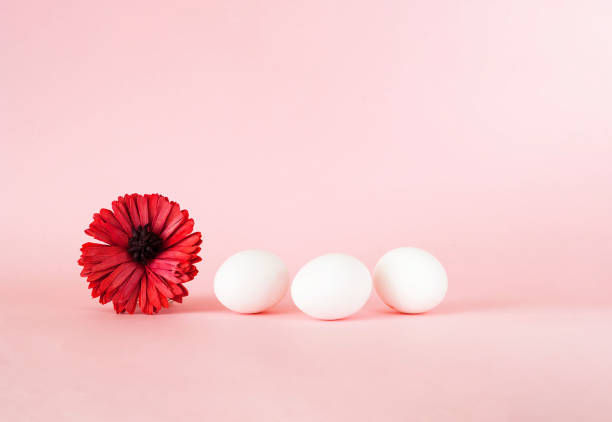 istock Festive easter background. White eggs with gerbera flower on pastel pink background. 1128833518