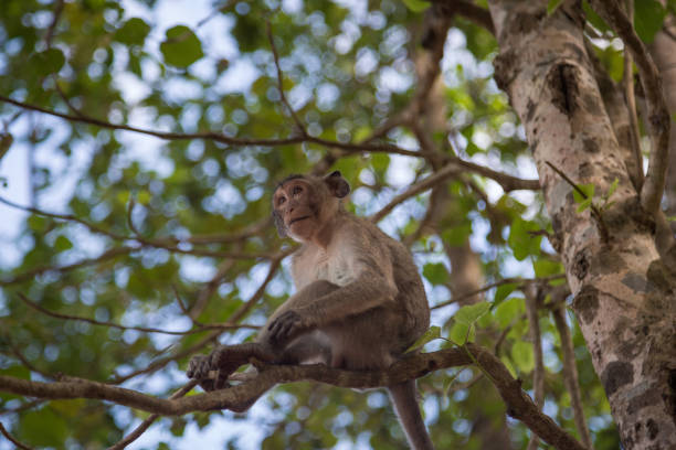 istock Monkeys of Angkor Wat, Siem Reap, Cambodia 1128833621