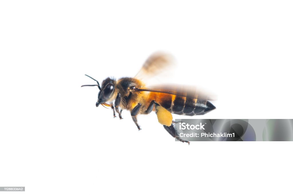 Eine Nahaufnahme von fliegende Biene isoliert auf weißem Hintergrund - Lizenzfrei Biene Stock-Foto